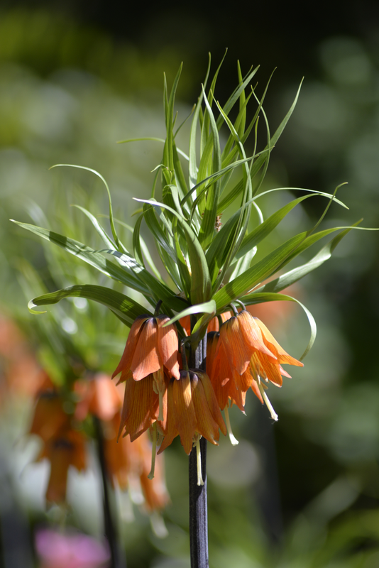 Keisarinpikarililja Fritillaria Imp Rubra Maxima Nelson Garden 1kpl