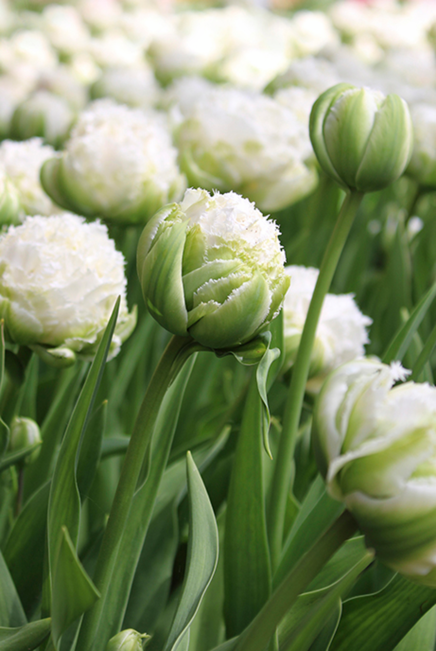 Tulppaani Tulipa Snow Crystal Nelson Garden 5kpl