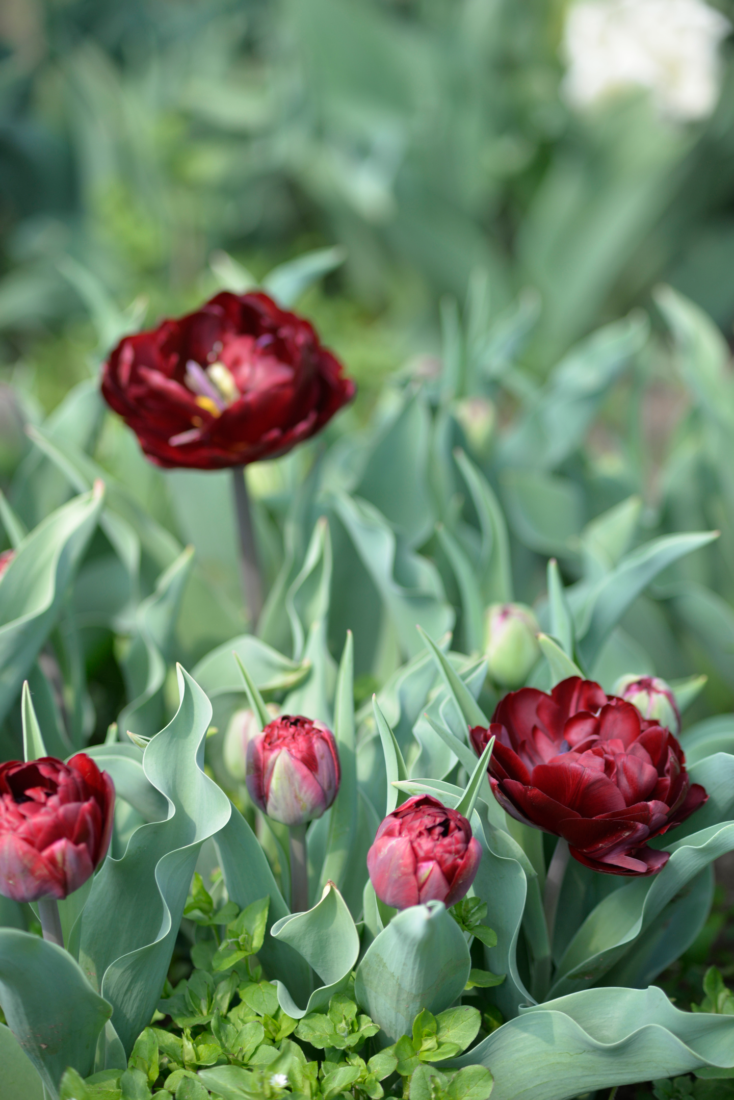 Tulppaani Tulipa Uncle Tom Nelson Garden 7kpl