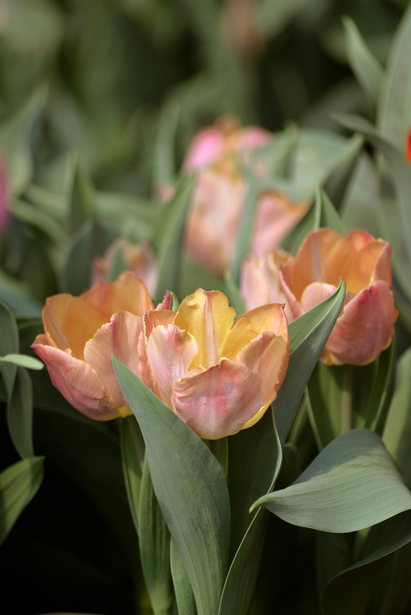 Tulppaani Tulipa Salmon Prince Nelson Garden 6kpl