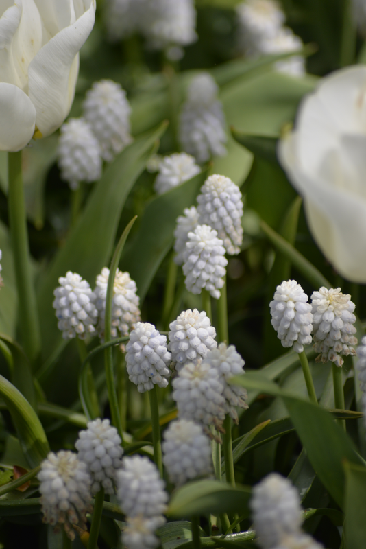 Helmililja Muscari Botryoides Album Nelson Garden 10kpl