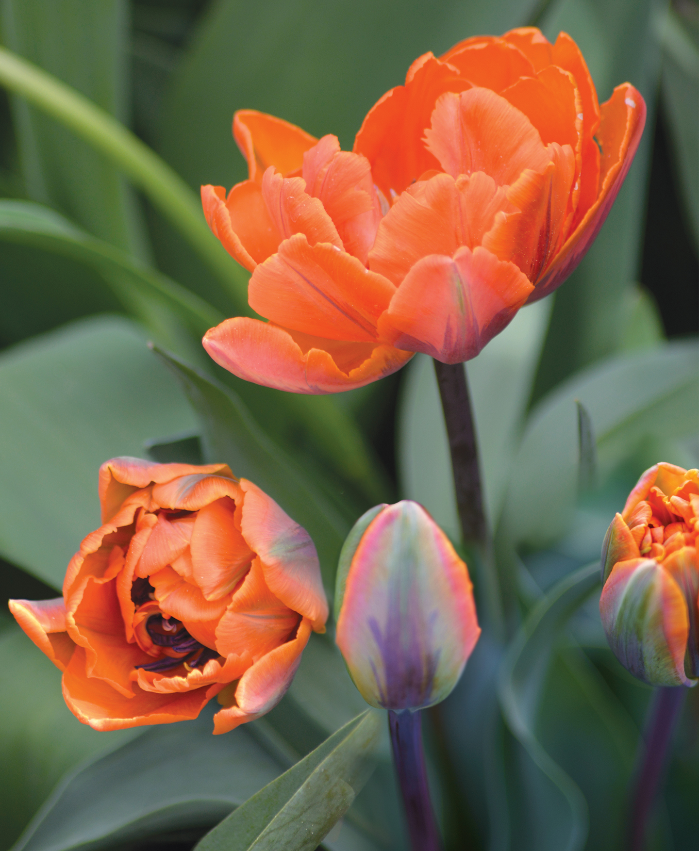Tulppaani Tulipa Orange Princess Nelson Garden 7kpl