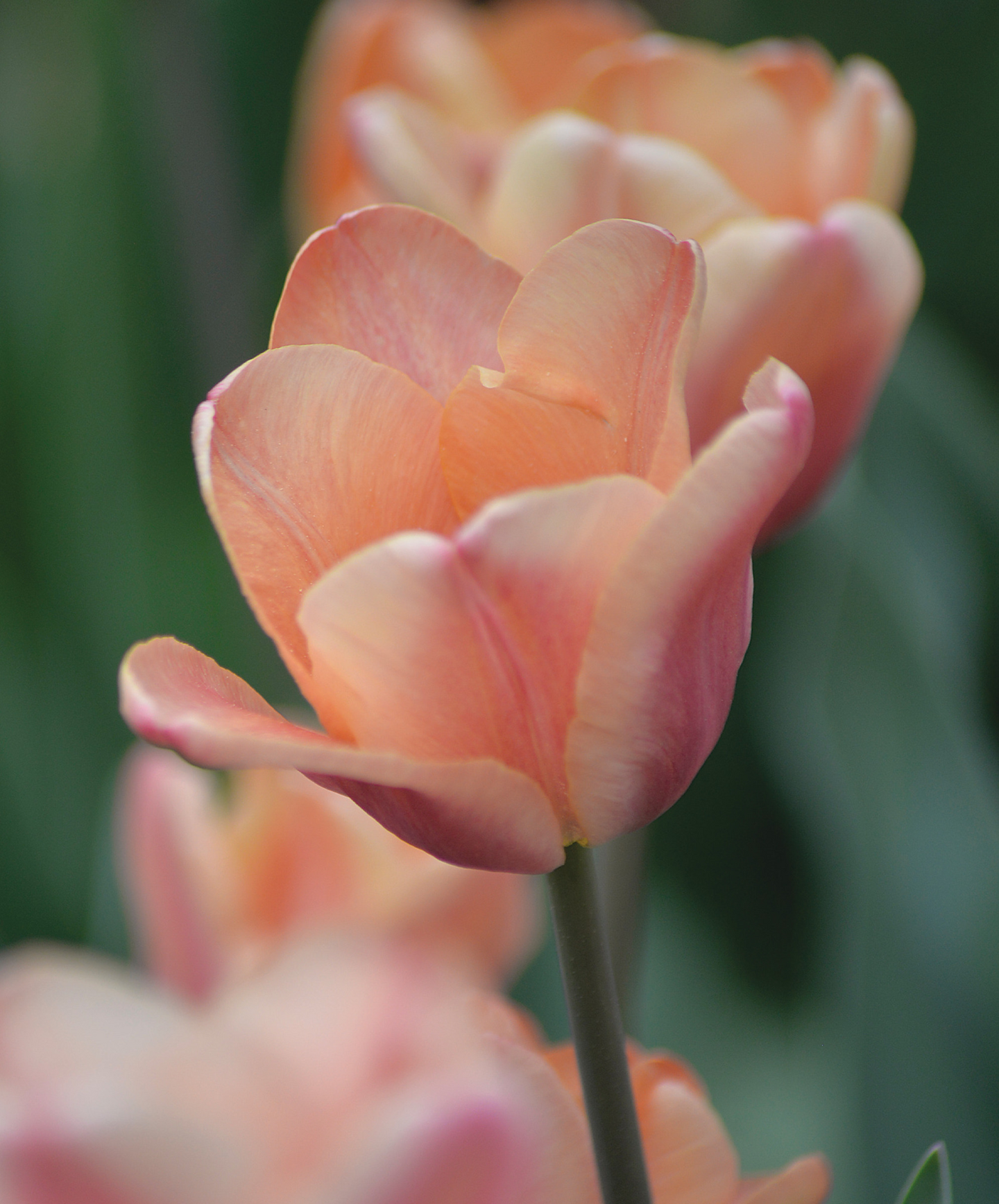 Triumftulppaani Tulipa Apricot Foxx Nelson Garden 6kpl