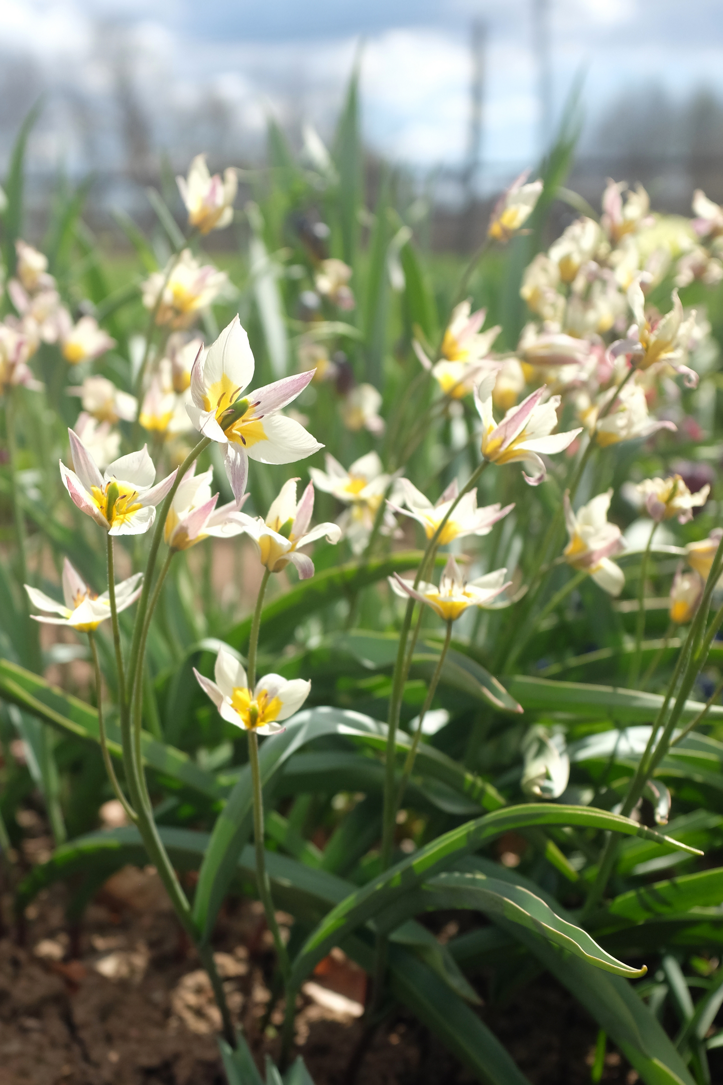 Tulppaani Tulipa Turkestanica Nelson Garden 10kpl