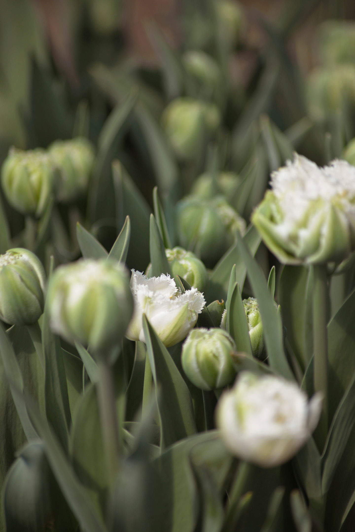 Tulppaani Tulipa Snow Crystal Nelson Garden 5kpl