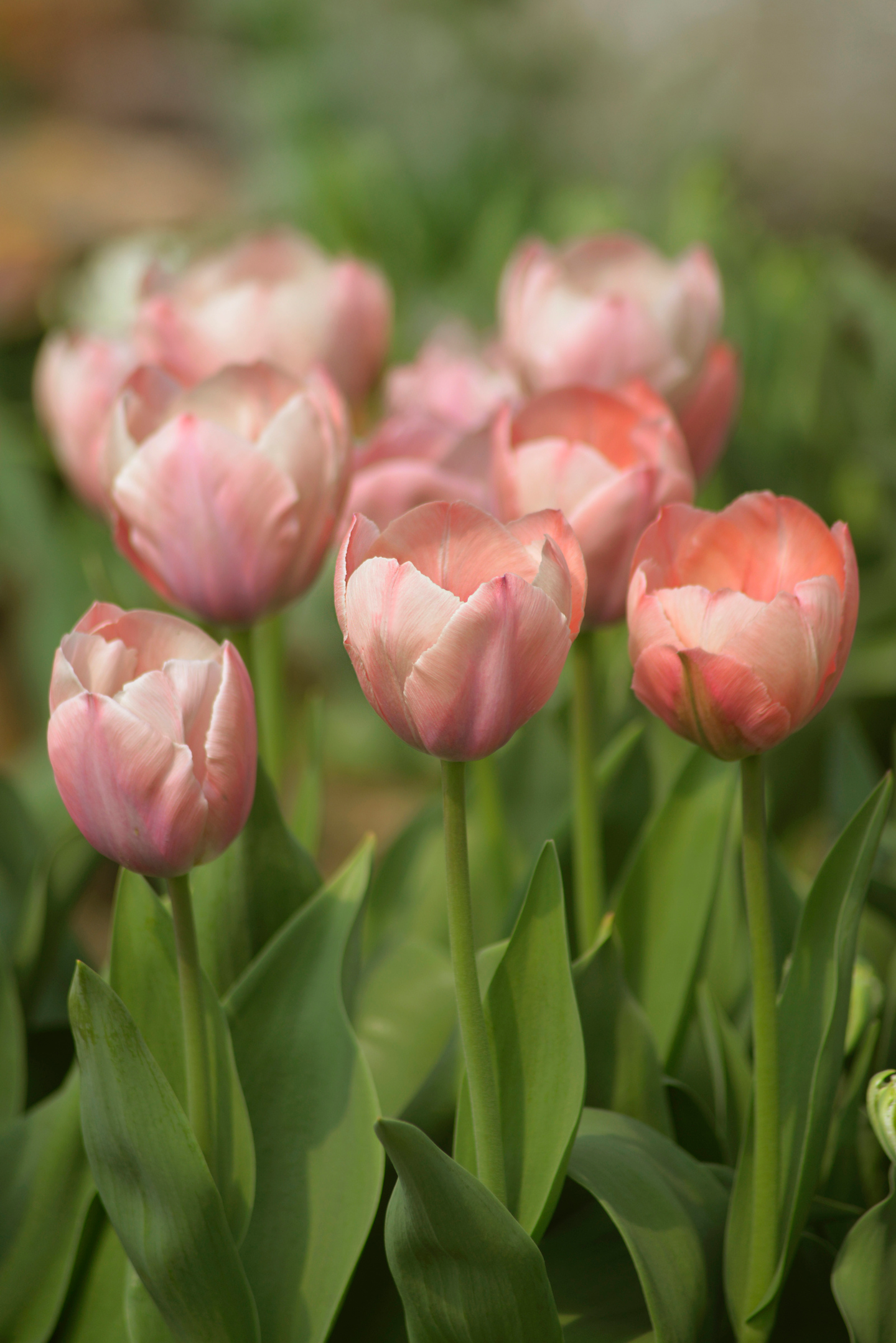 Darwintulpp Tulipa Salmon Van Eijk Nelson Garden 5kpl