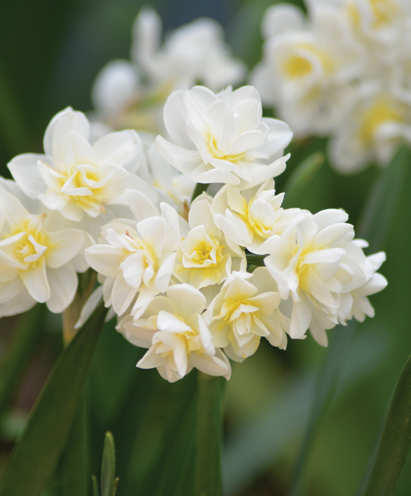 Vihkotasetti Narcissus Cheerfulness Nelson Garden 5kpl