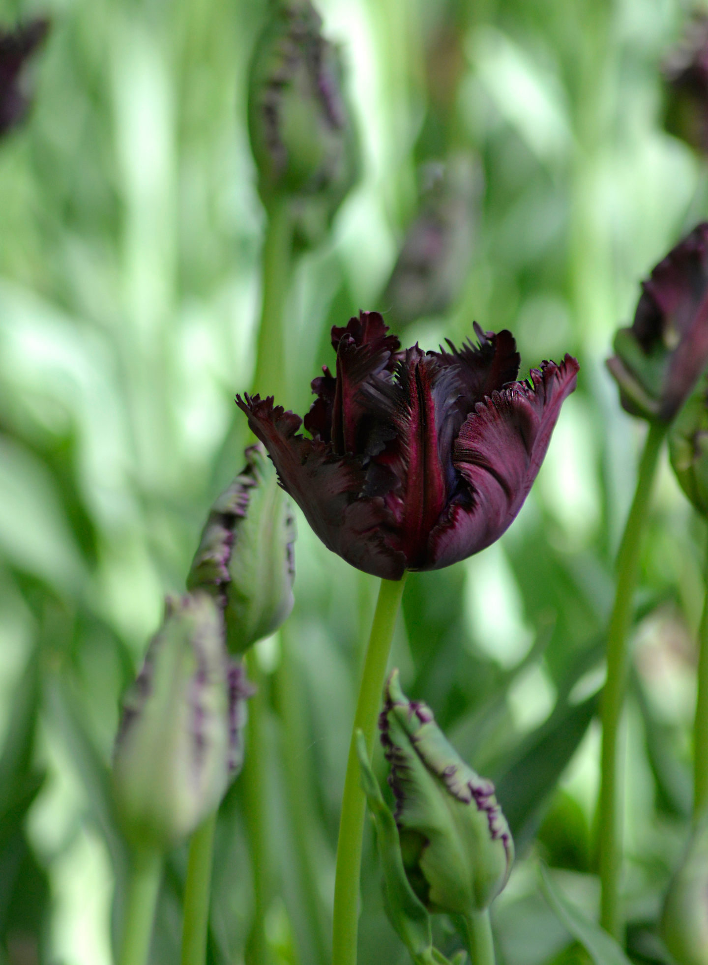 Papukaijatulpp Tulipa Black Parrot Nelson Garden 7kpl