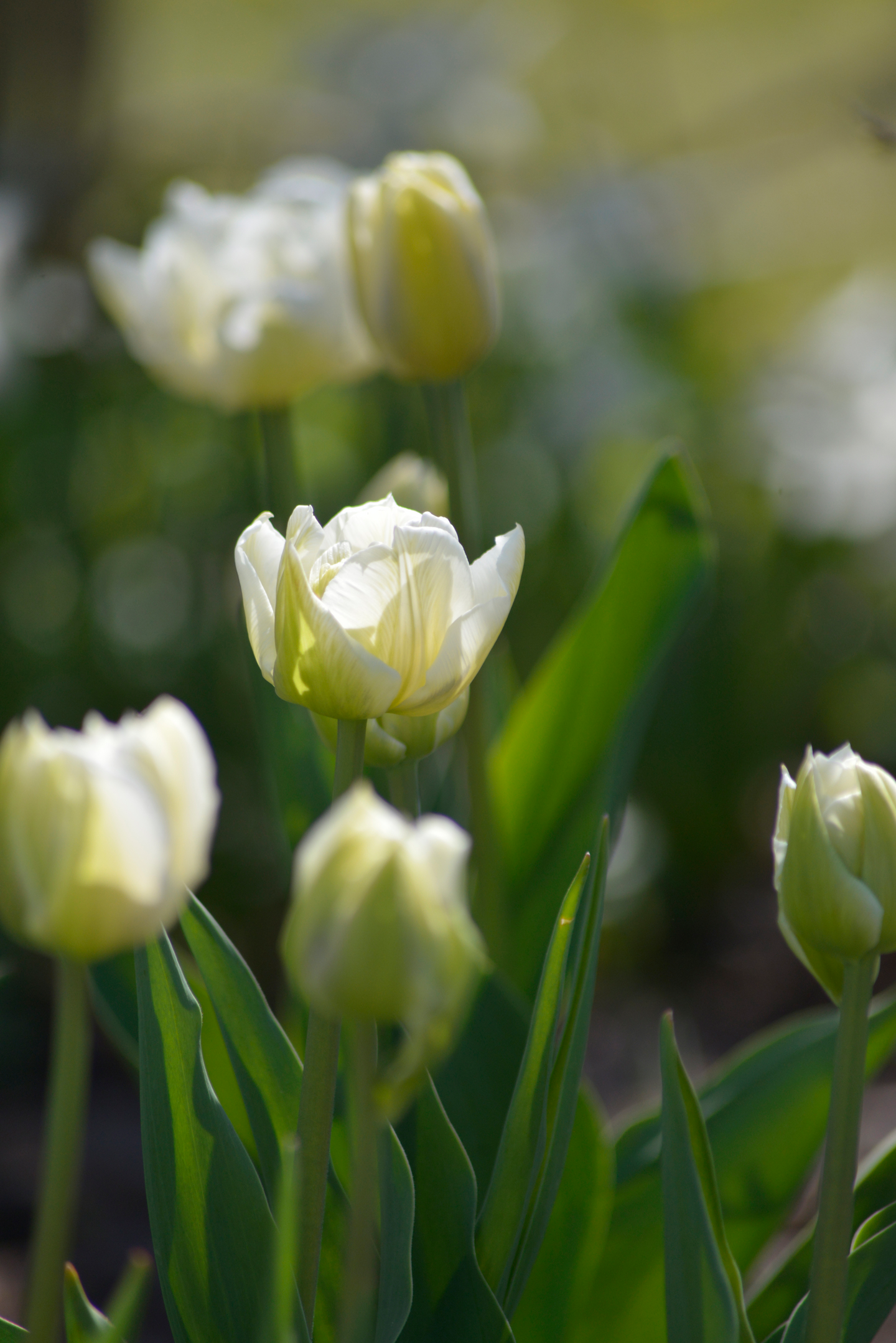 Tulppaani Tulipa Verona Nelson Garden 7kpl