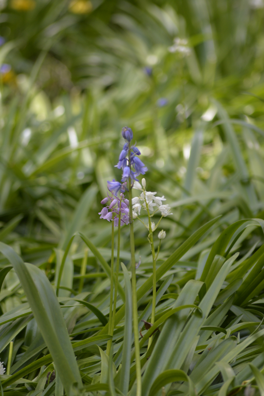 Espanjansinililja Scilla Hispanica Värisekoitus Nelson Garden 10kpl