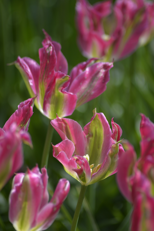 Tulppaani Tulipa Virichiq Nelson Garden 6kpl