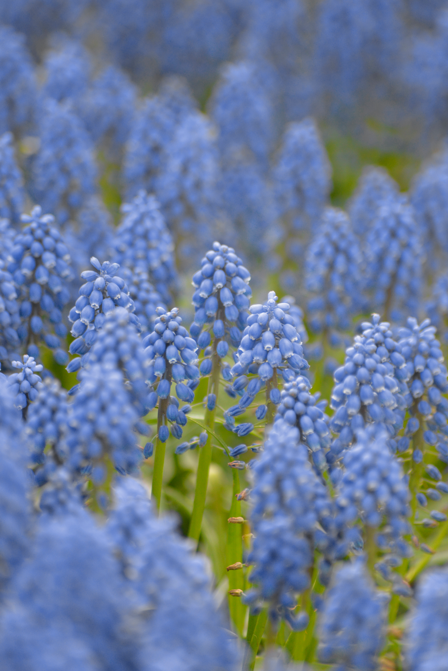 Helmililja Muscari Armeniacum Nelson Garden 15kpl