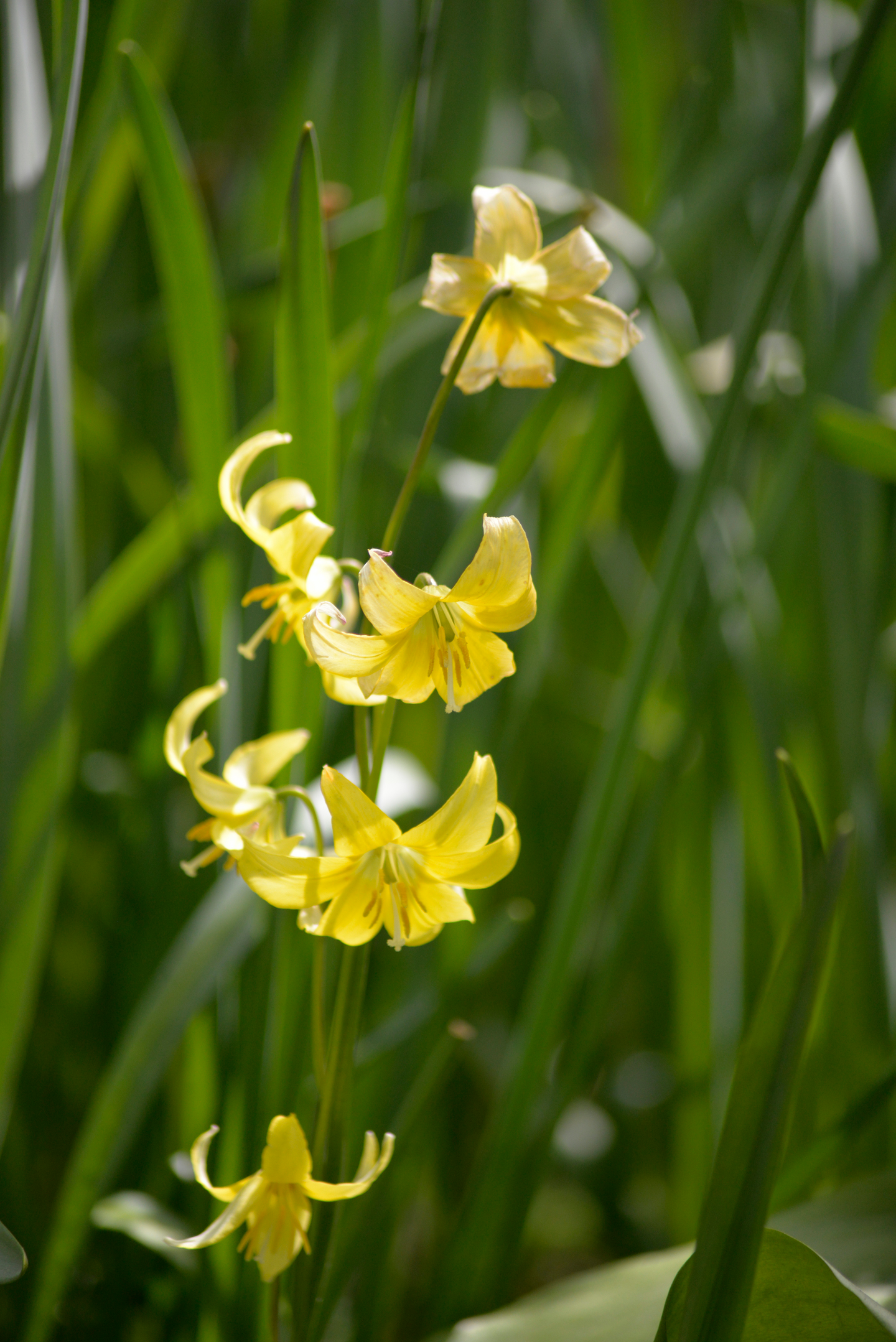 Keltakoiranhammas Erythronium Pagoda Nelson Garden 2kpl