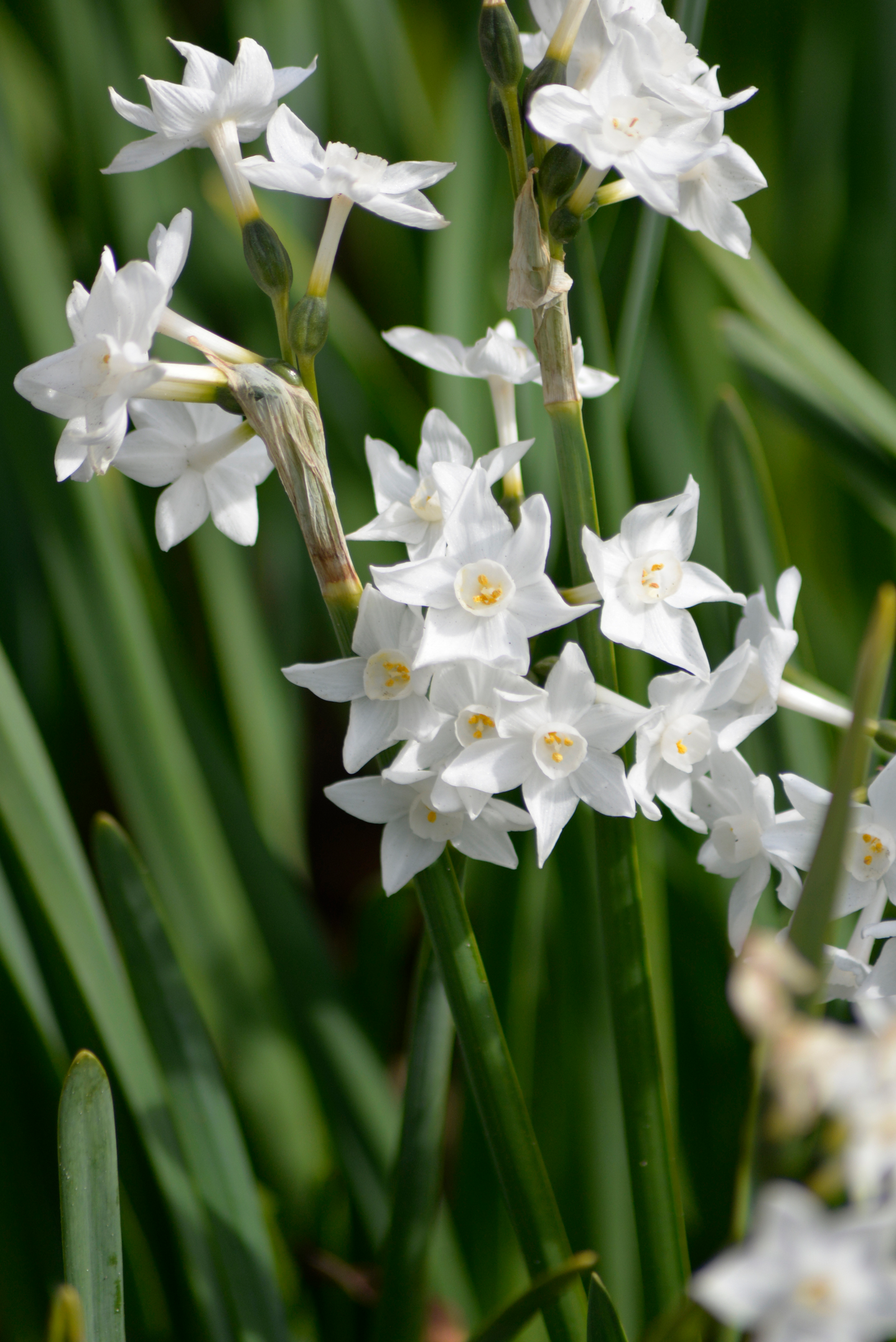 Tasetti Narcissus Papyraceus Paper White Nelson Garden 5kpl