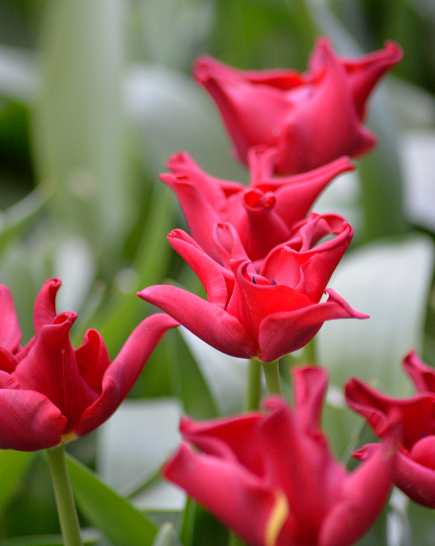 Triumftulppaani Tulipa Red Dress Nelson Garden 7kpl