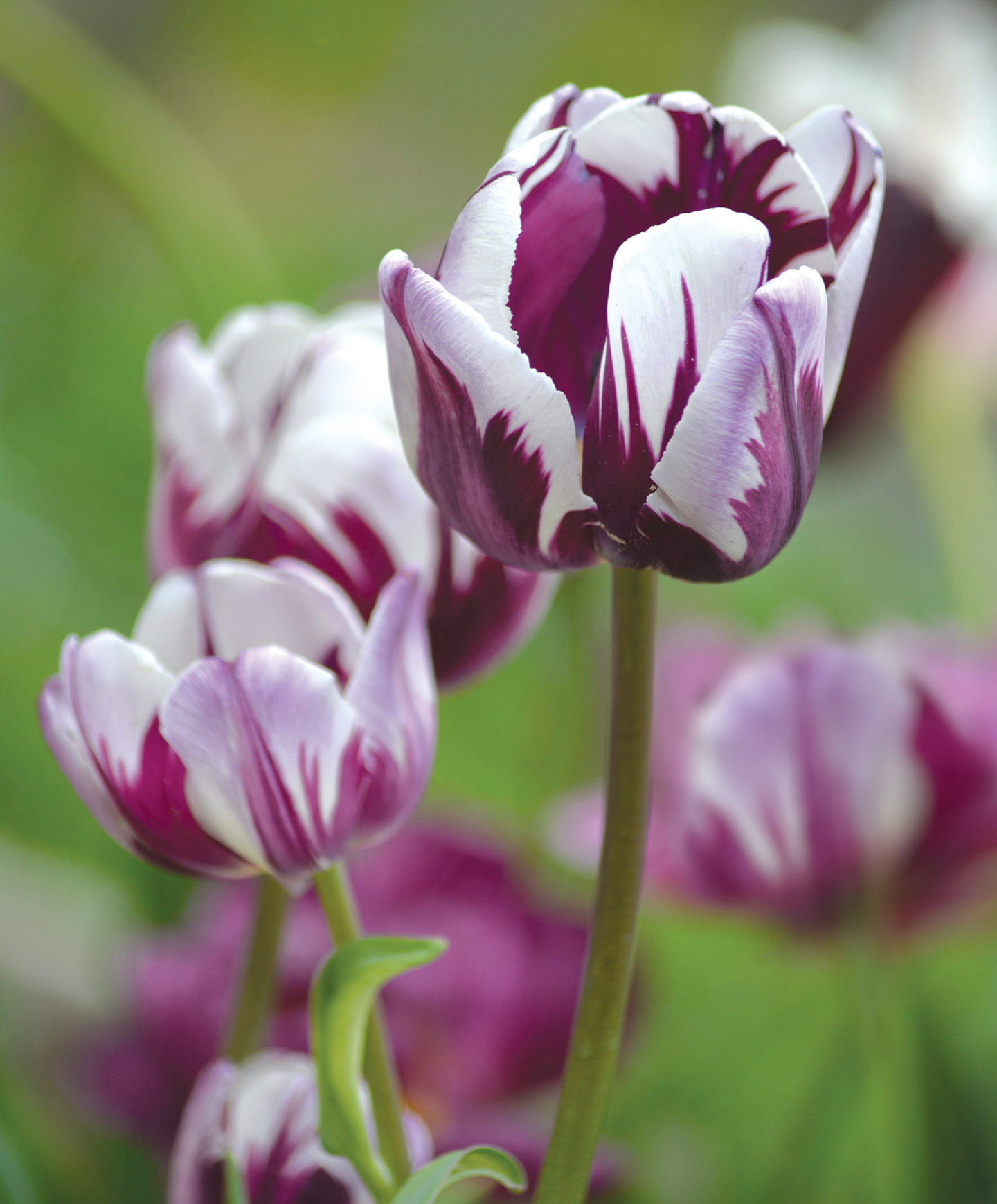 Triumftulppaani Tulipa Flaming Flag Nelson Garden 6kpl