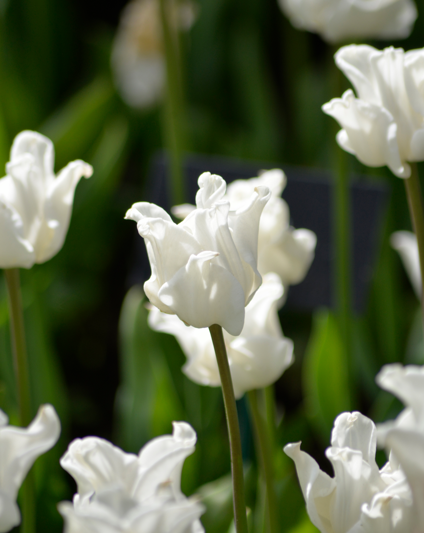 Triumftulppaani Tulipa White Liberstar Nelson Garden 7kpl