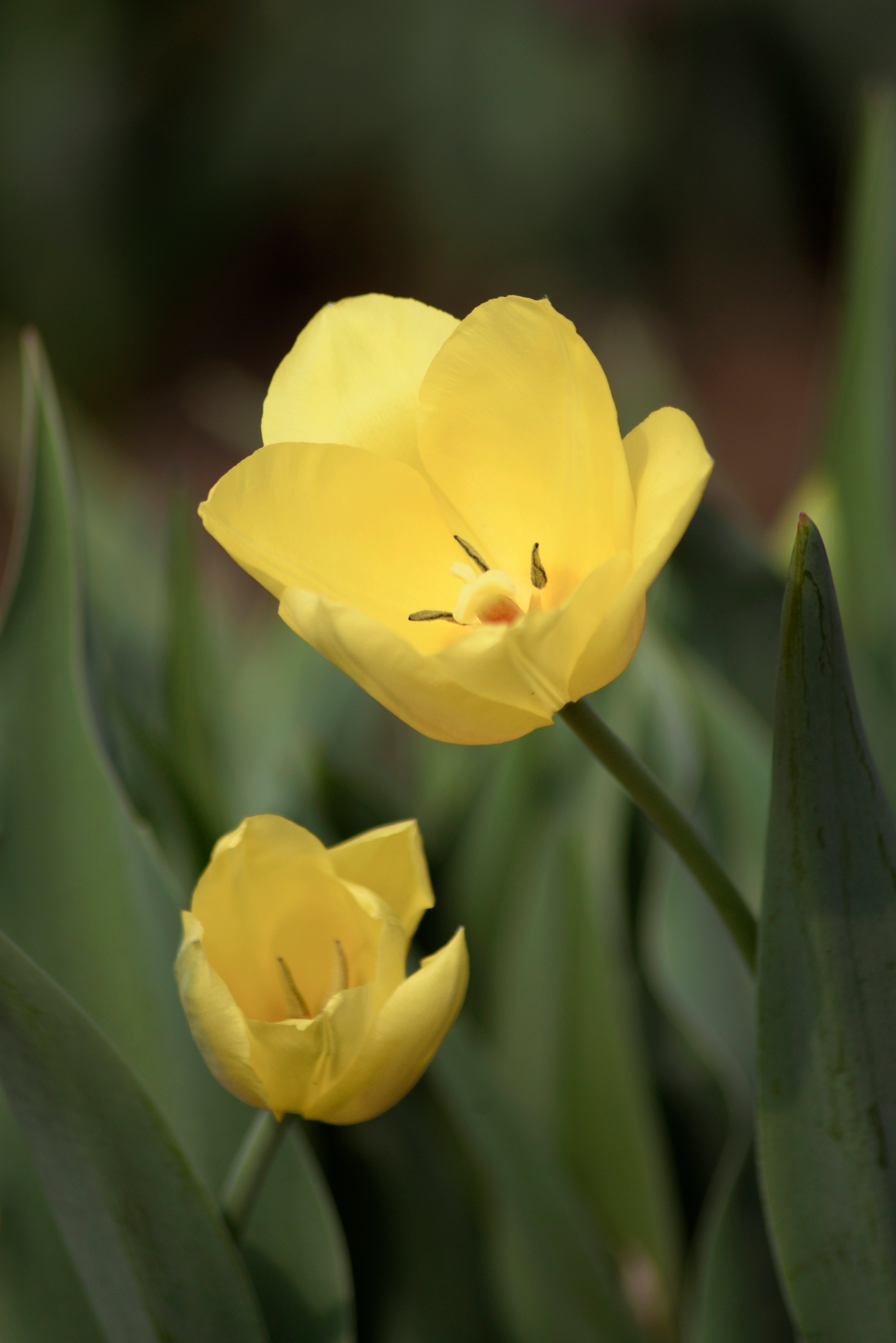 Triumftulppaani Tulipa Friendship Nelson Garden 5kpl