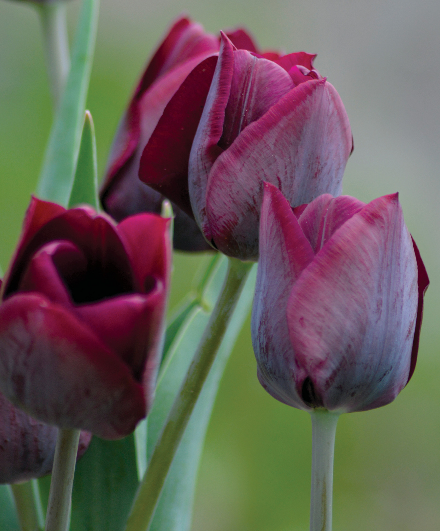 Triumftulppaani Tulipa Ronaldo Nelson Garden 6kpl