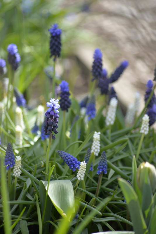 Helmililja Muscari Lm Blueprint Nelson Garden 45kpl