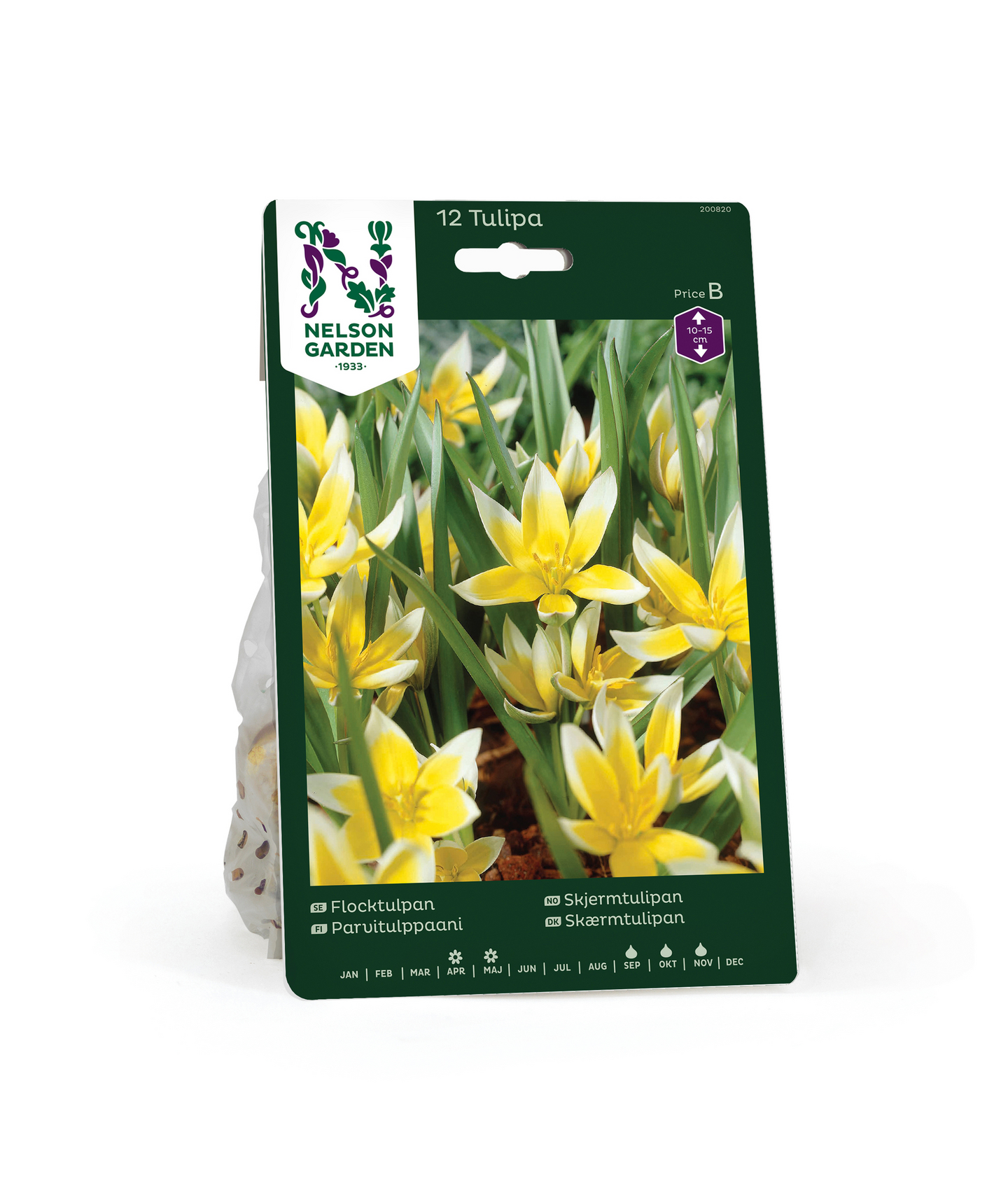 Tulppaani Tulipa Tarda Nelson Garden 12kpl