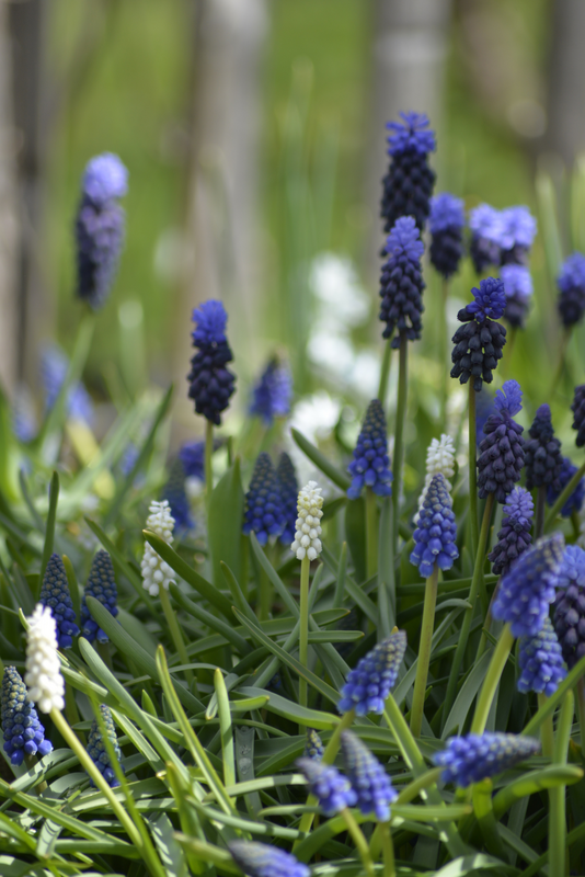 Helmililja Muscari Lm Blueprint Nelson Garden 45kpl