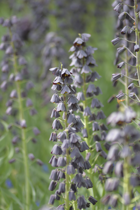 Persianpikarililja Fritillaria Persica Nelson Garden 1kpl
