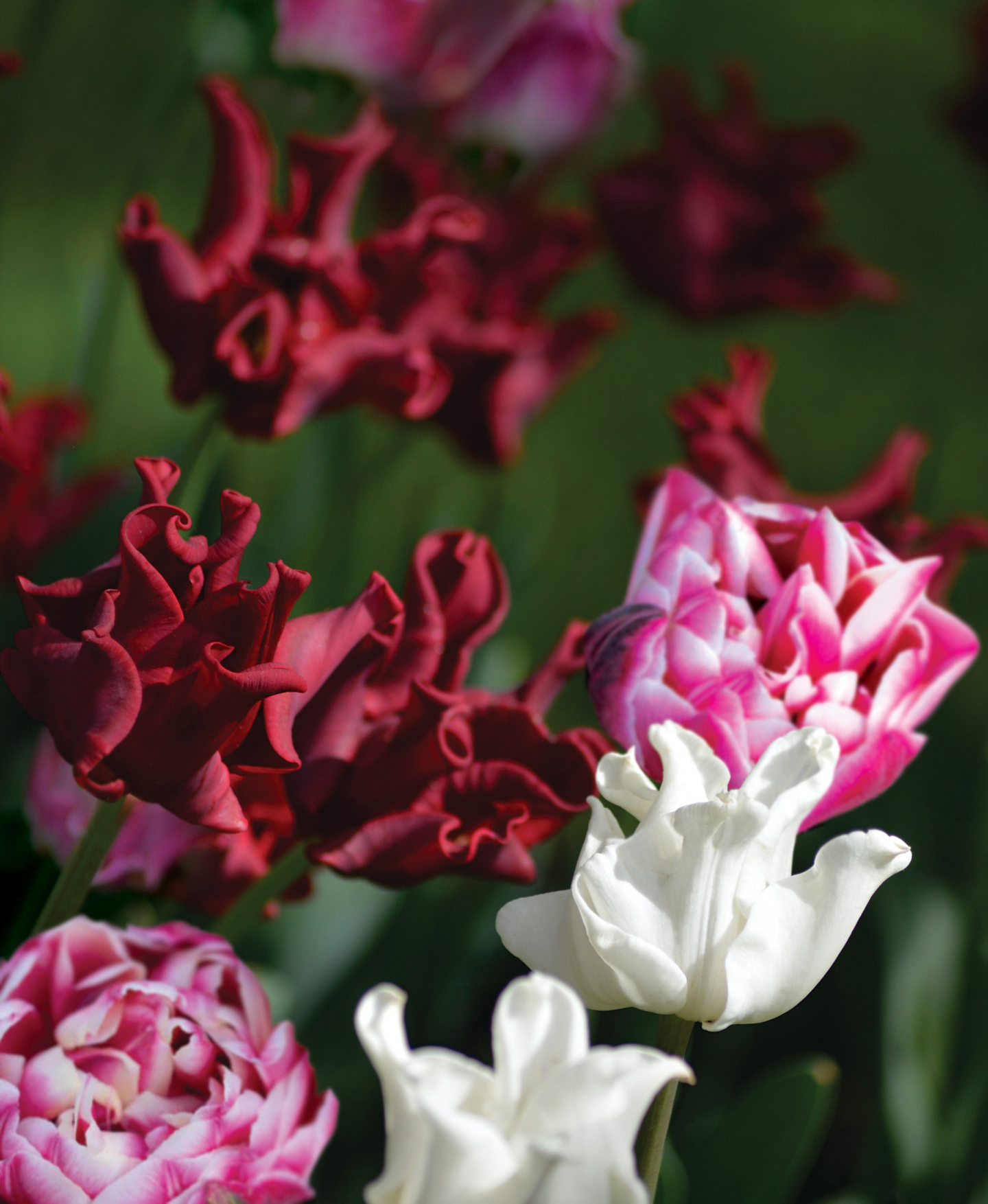 Tulppaani Tulipa Lm Paradise Beauties Nelson Garden 9kpl