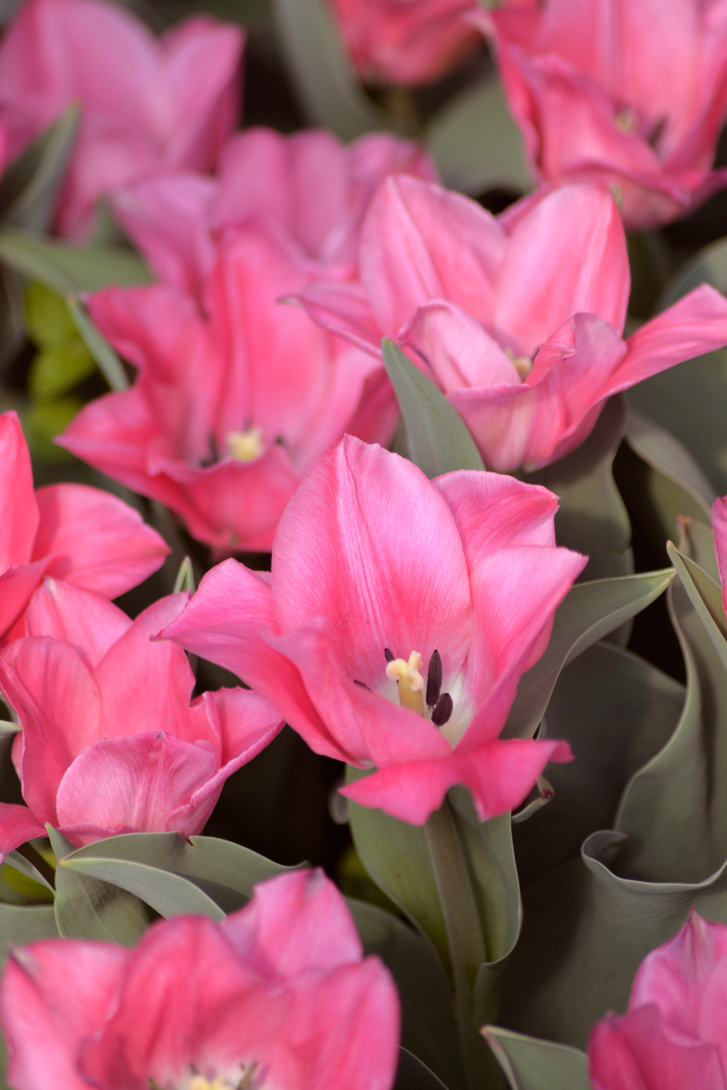 Triumftulppaani Tulipa Miss Elegance Nelson Garden 6kpl