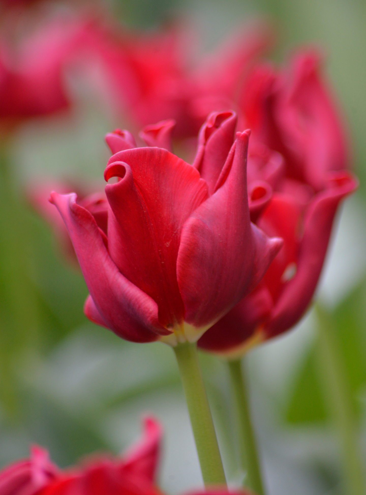 Triumftulppaani Tulipa Red Dress Nelson Garden 7kpl