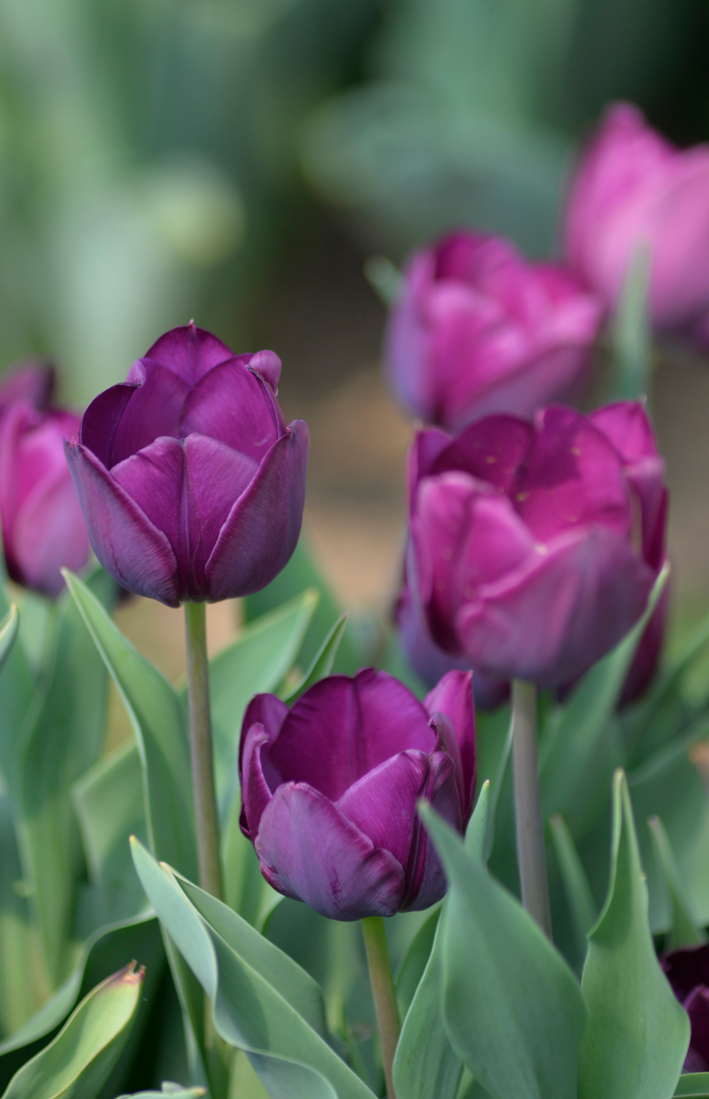 Triumftulppaani Tulipa Negrita Nelson Garden 6kpl