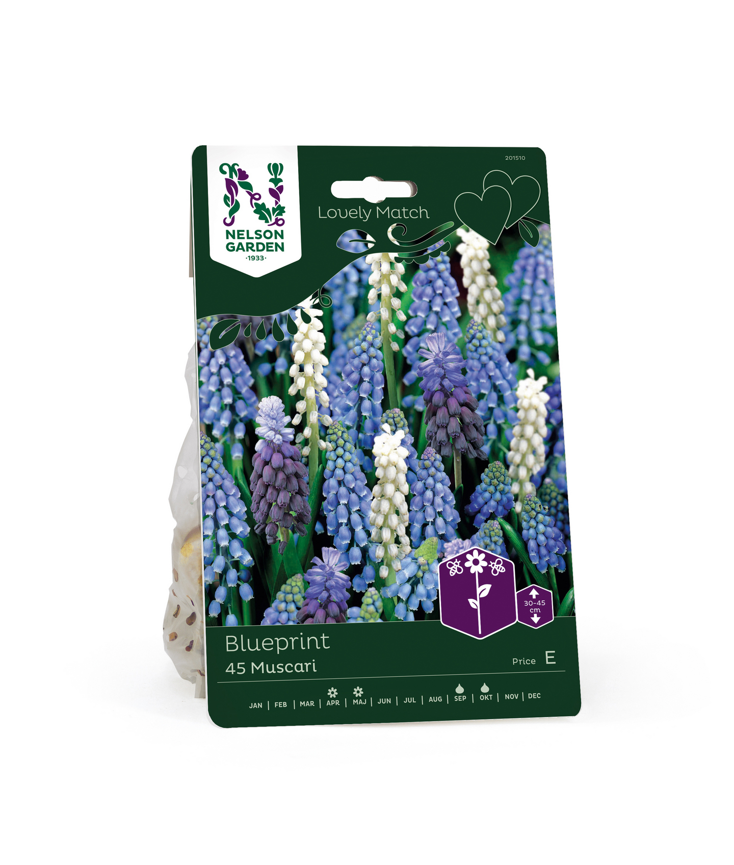 Helmililja Muscari Lm Blueprint Nelson Garden 45kpl