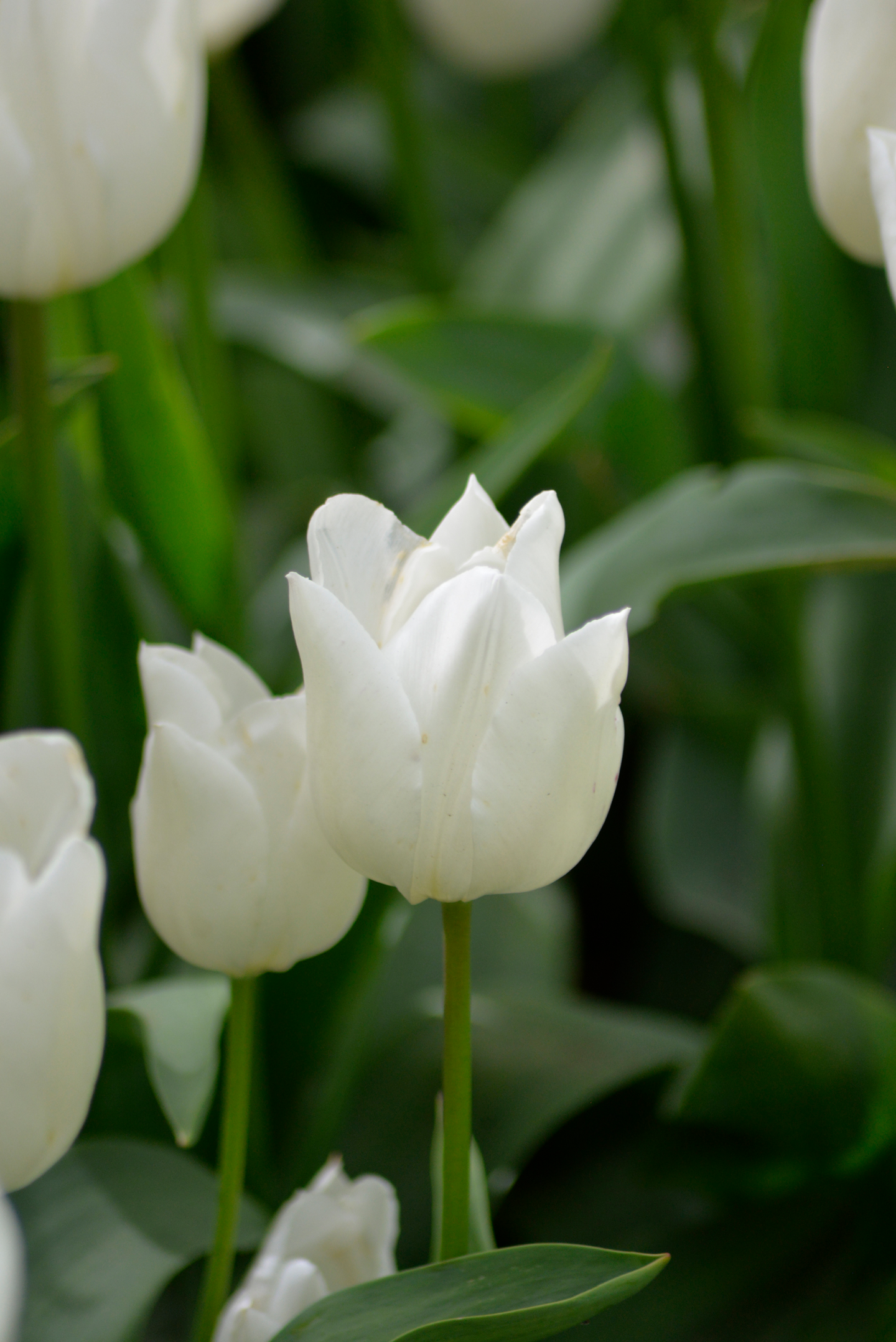 Triumftulppaani Tulipa White Marvel Nelson Garden 6kpl