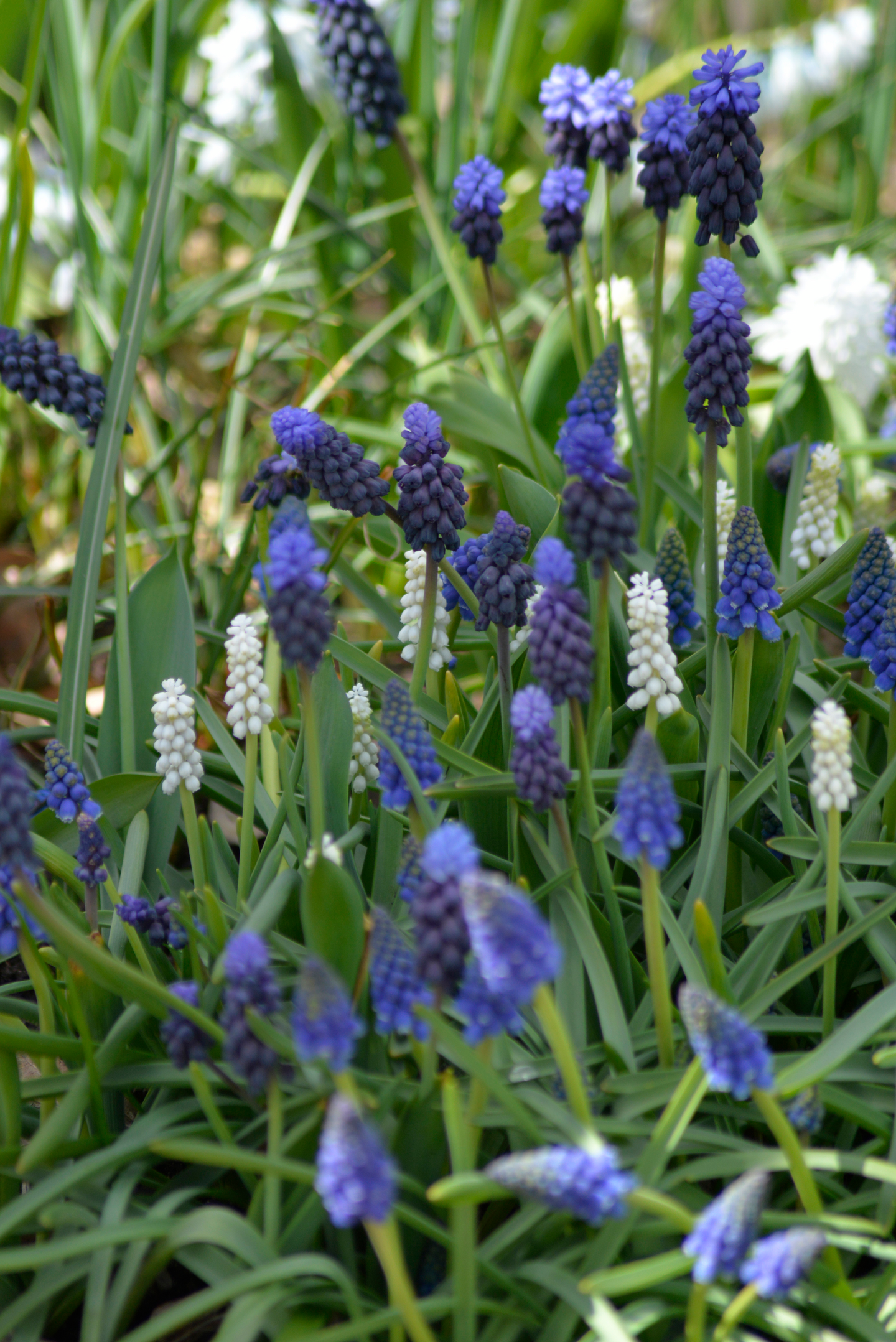 Helmililja Muscari Lm Blueprint Nelson Garden 45kpl