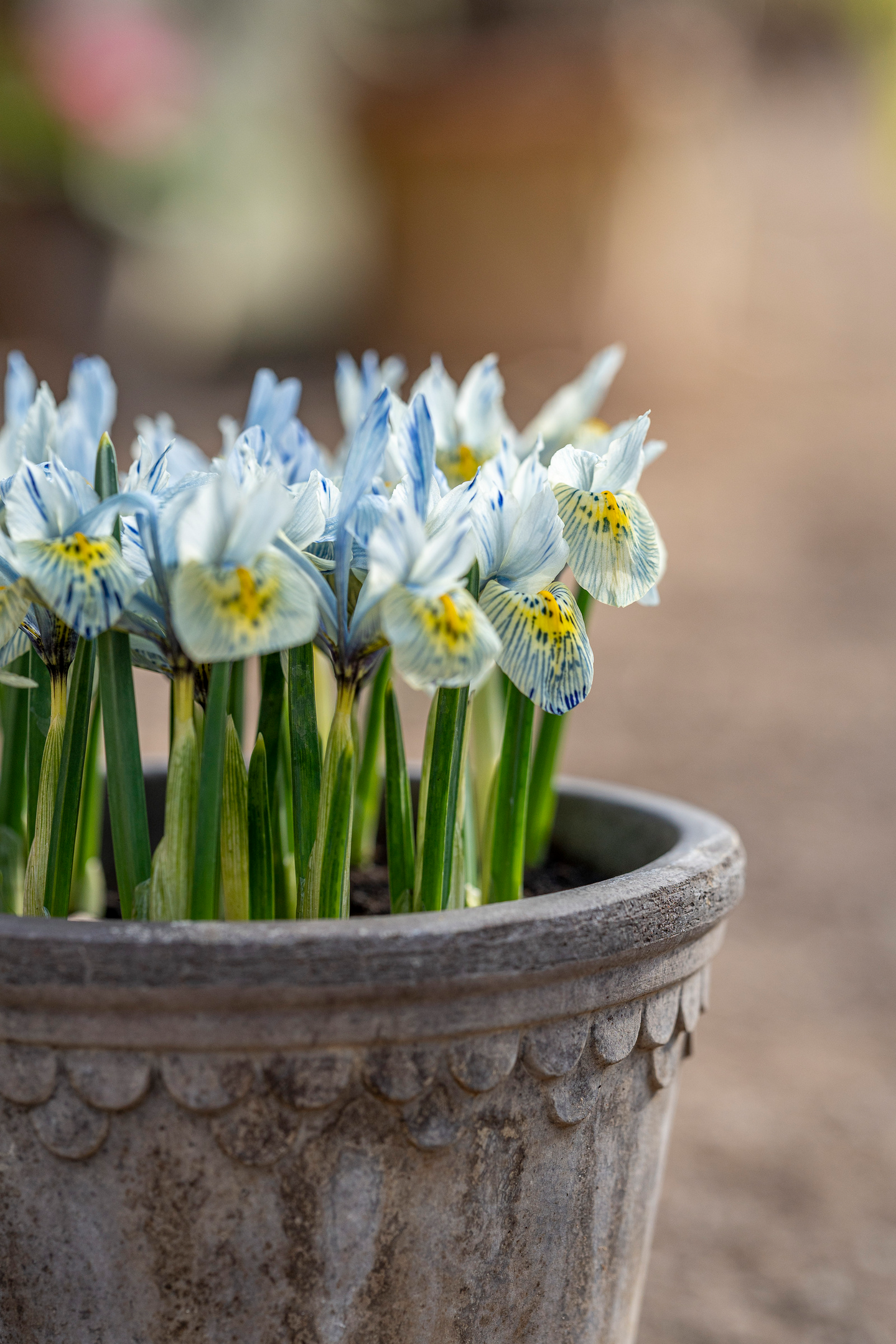 Kevätkurjenmiekka Iris Reticulata Katharine Hodgkin Nelson Garden 8kpl