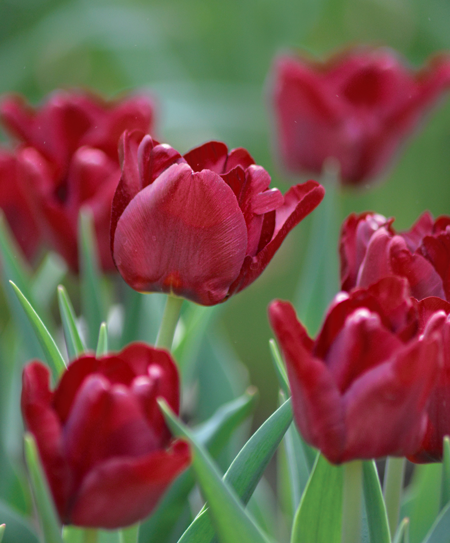 Triumftulppaani Tulipa Mascara Nelson Garden 7kpl