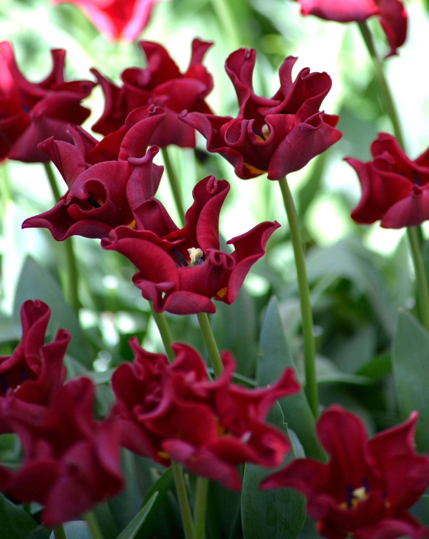 Triumftulppaani Tulipa Red Dress Nelson Garden 7kpl