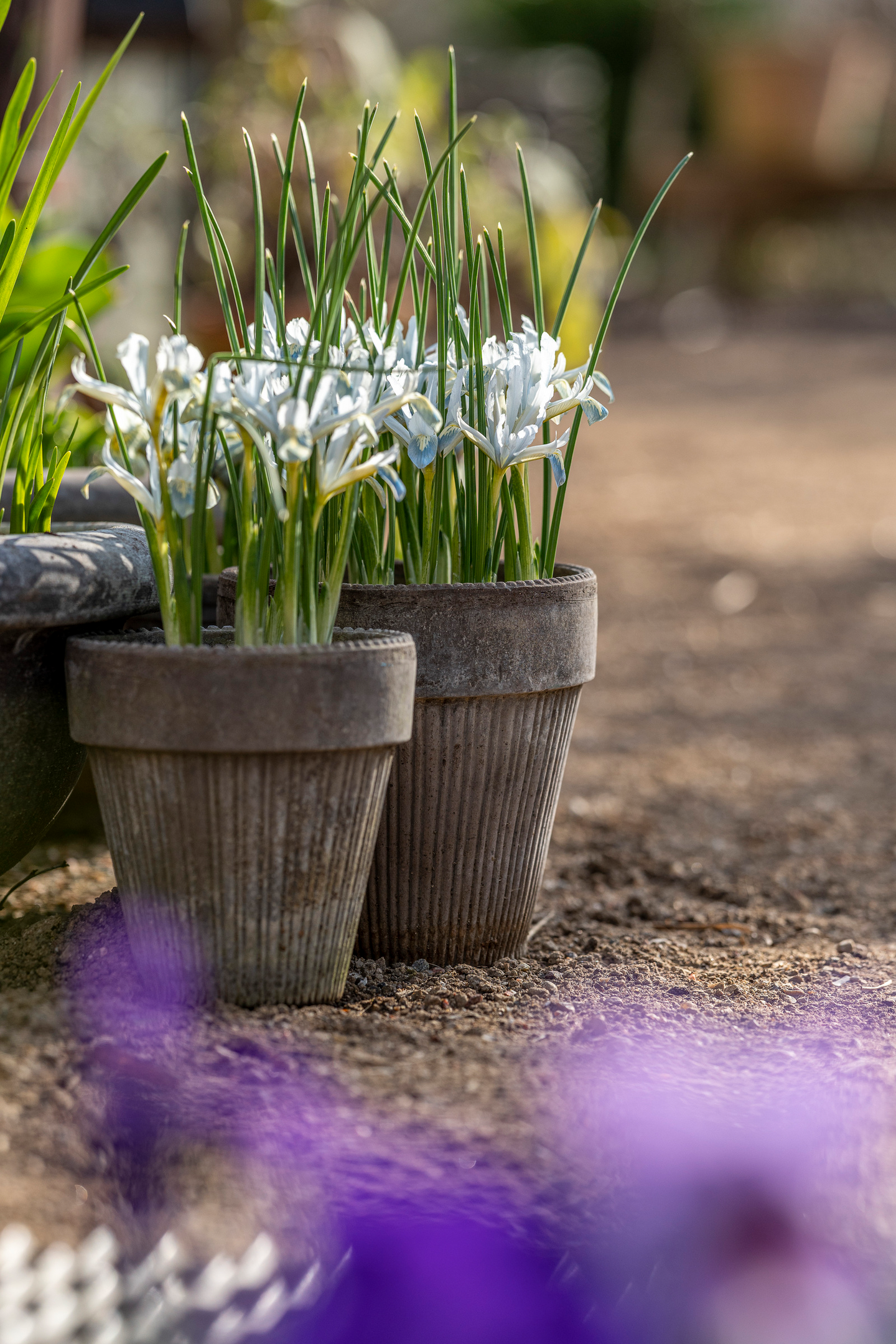Kevätkurjenmiekka Iris Reticulata Katharine Hodgkin Nelson Garden 8kpl