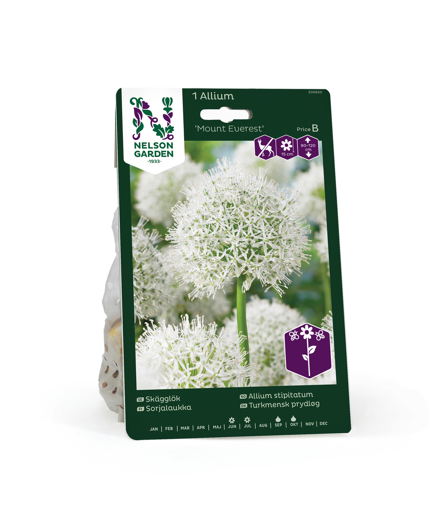 Sorjalaukka Allium Stipitatum Mount Everest Nelson Garden 1kpl
