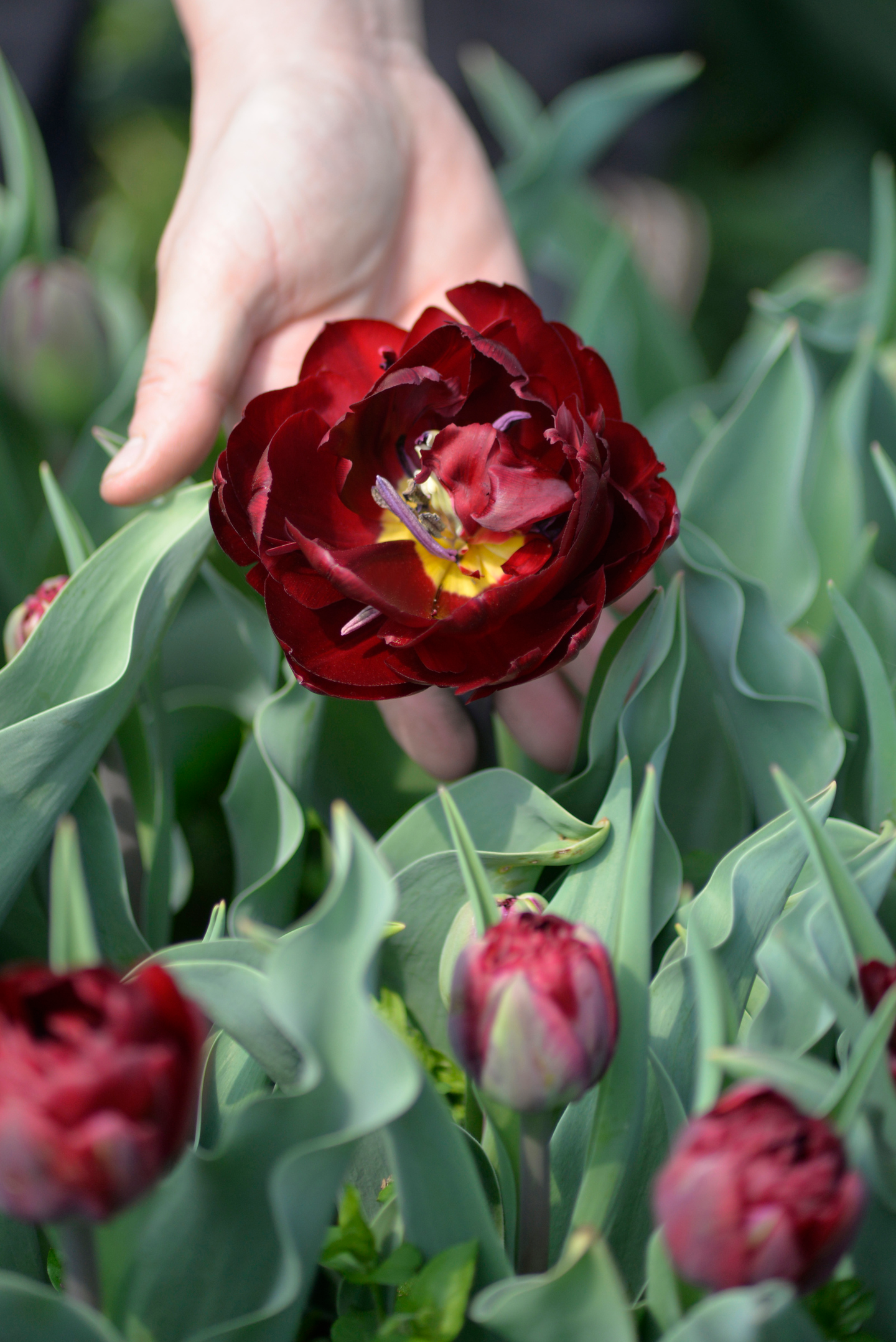 Tulppaani Tulipa Uncle Tom Nelson Garden 7kpl