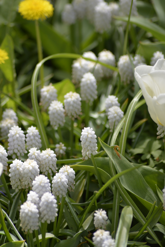 Helmililja Muscari Botryoides Album Nelson Garden 10kpl