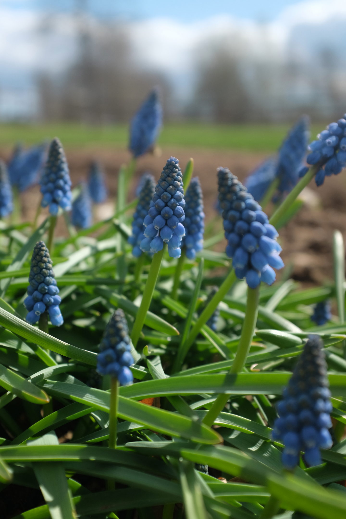 Helmililja Muscari Armeniacum Nelson Garden 15kpl