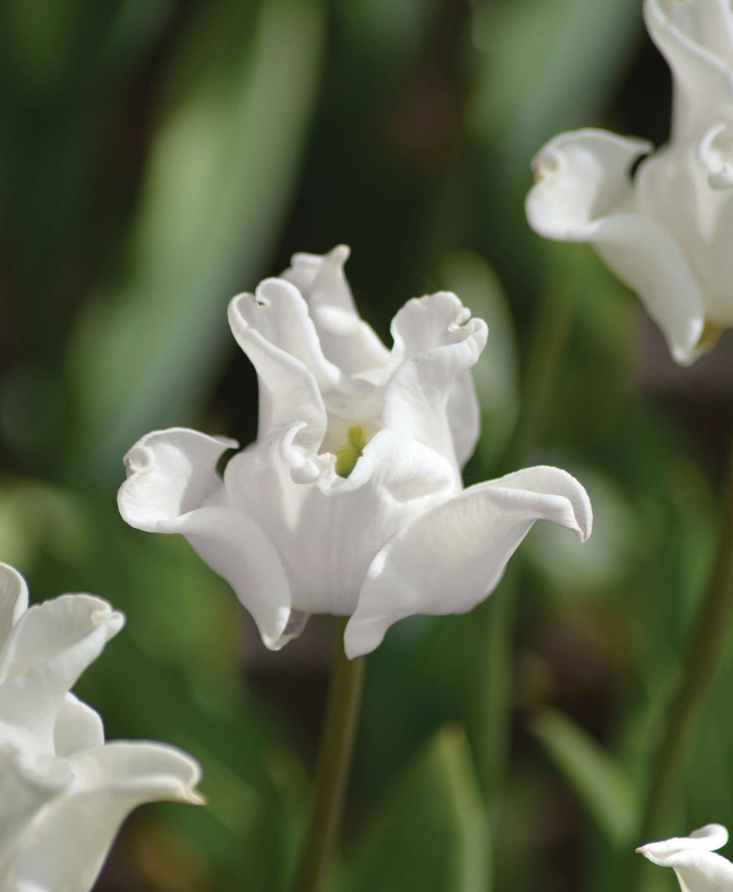 Triumftulppaani Tulipa White Liberstar Nelson Garden 7kpl