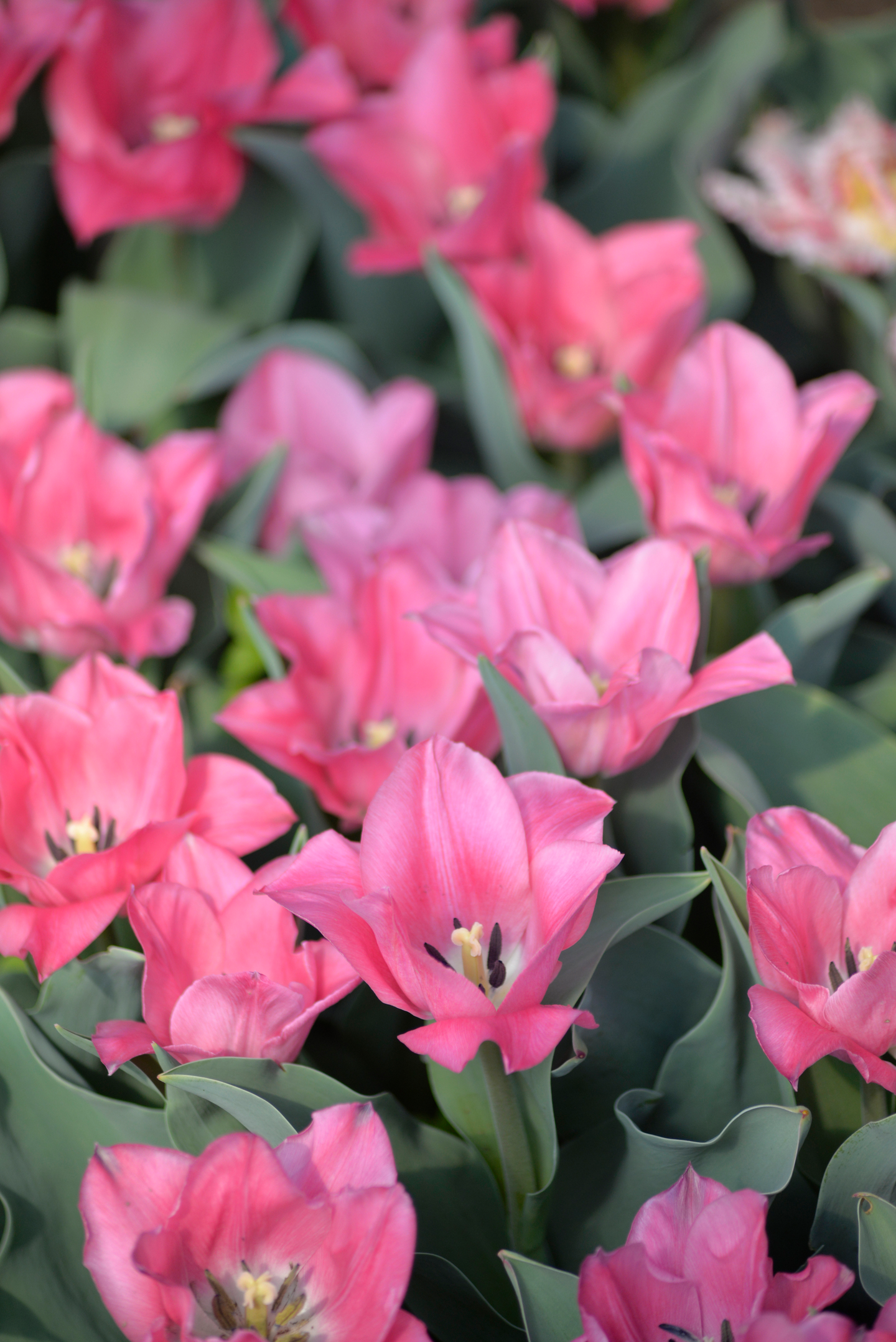 Triumftulppaani Tulipa Miss Elegance Nelson Garden 6kpl