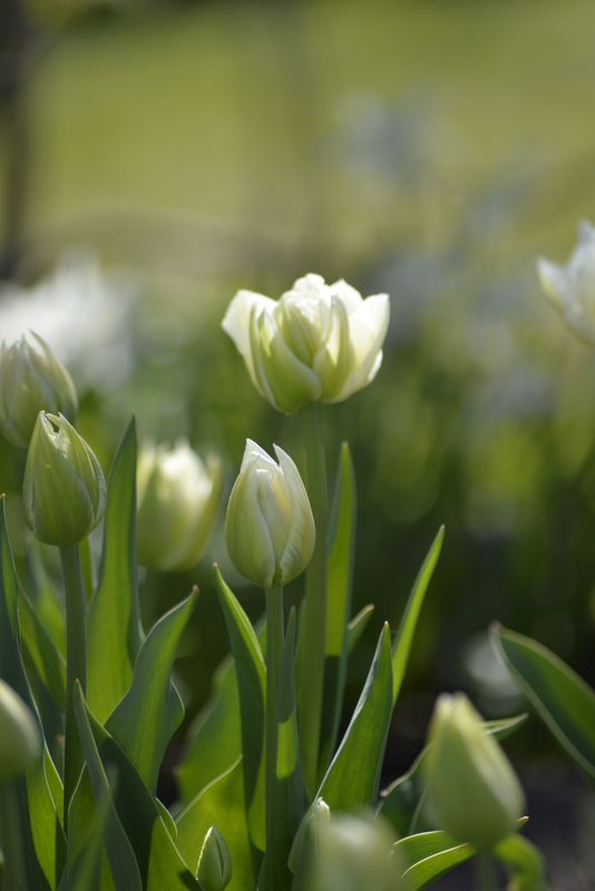 Tulppaani Tulipa Verona Nelson Garden 7kpl