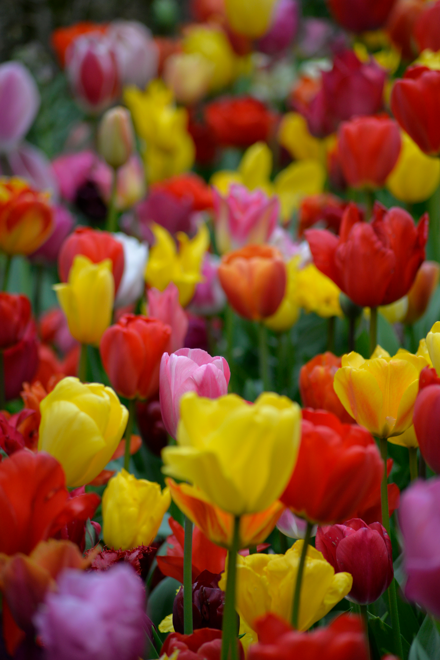 Darwintulppaani Tulipa Darwinhybrid Värisekoitus Nelson Garden 5kpl