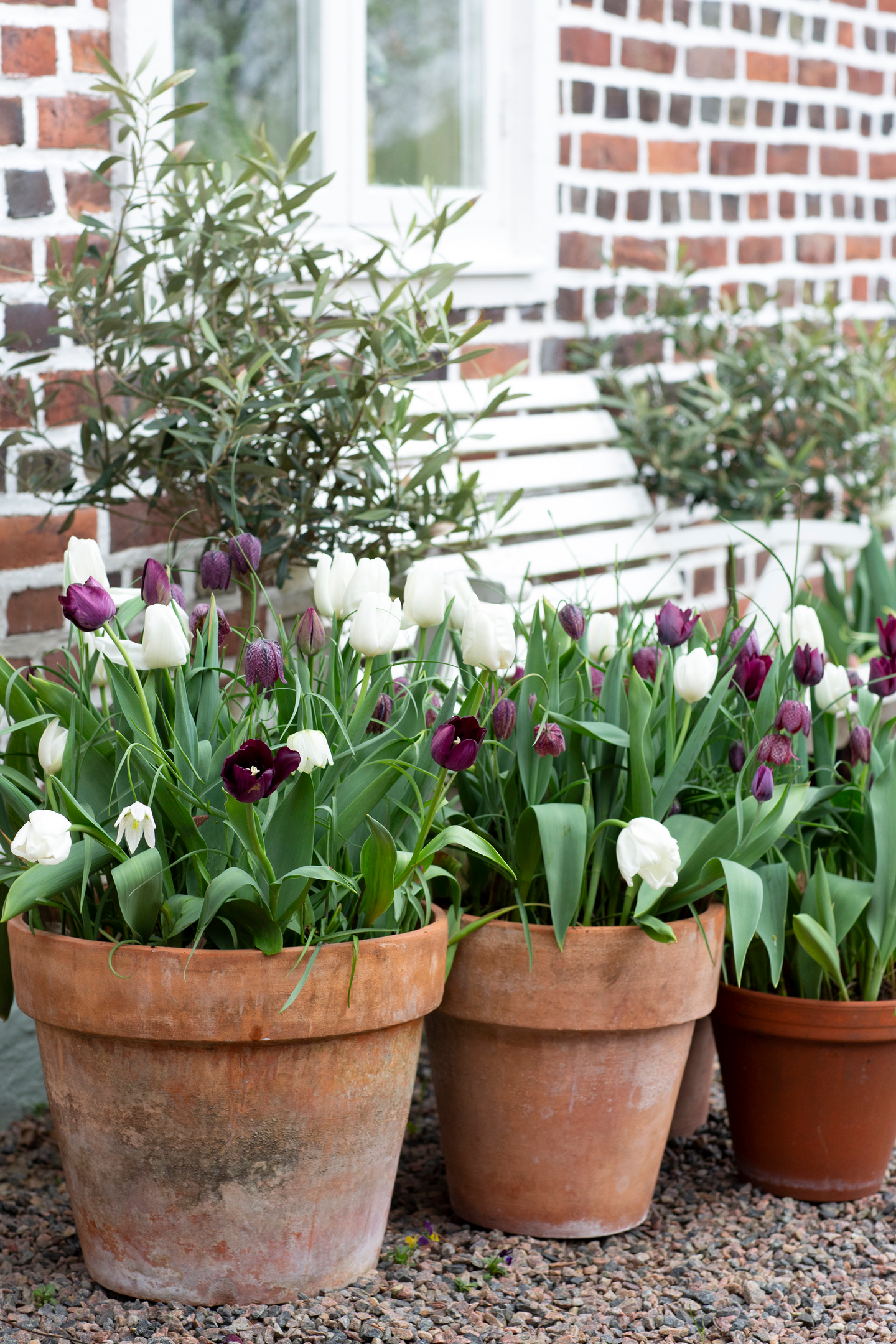 Sipulisekoitus Tulpa Fritillaria Lm Chess Nelson Garden 17kpl