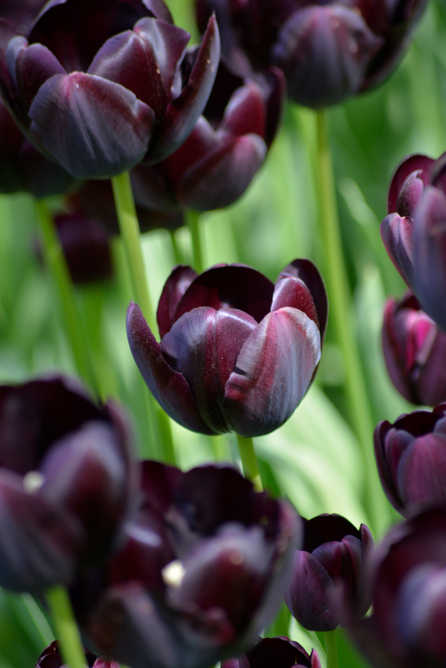 Tulppaani Tulipa Queen Of Night Nelson Garden 7kpl