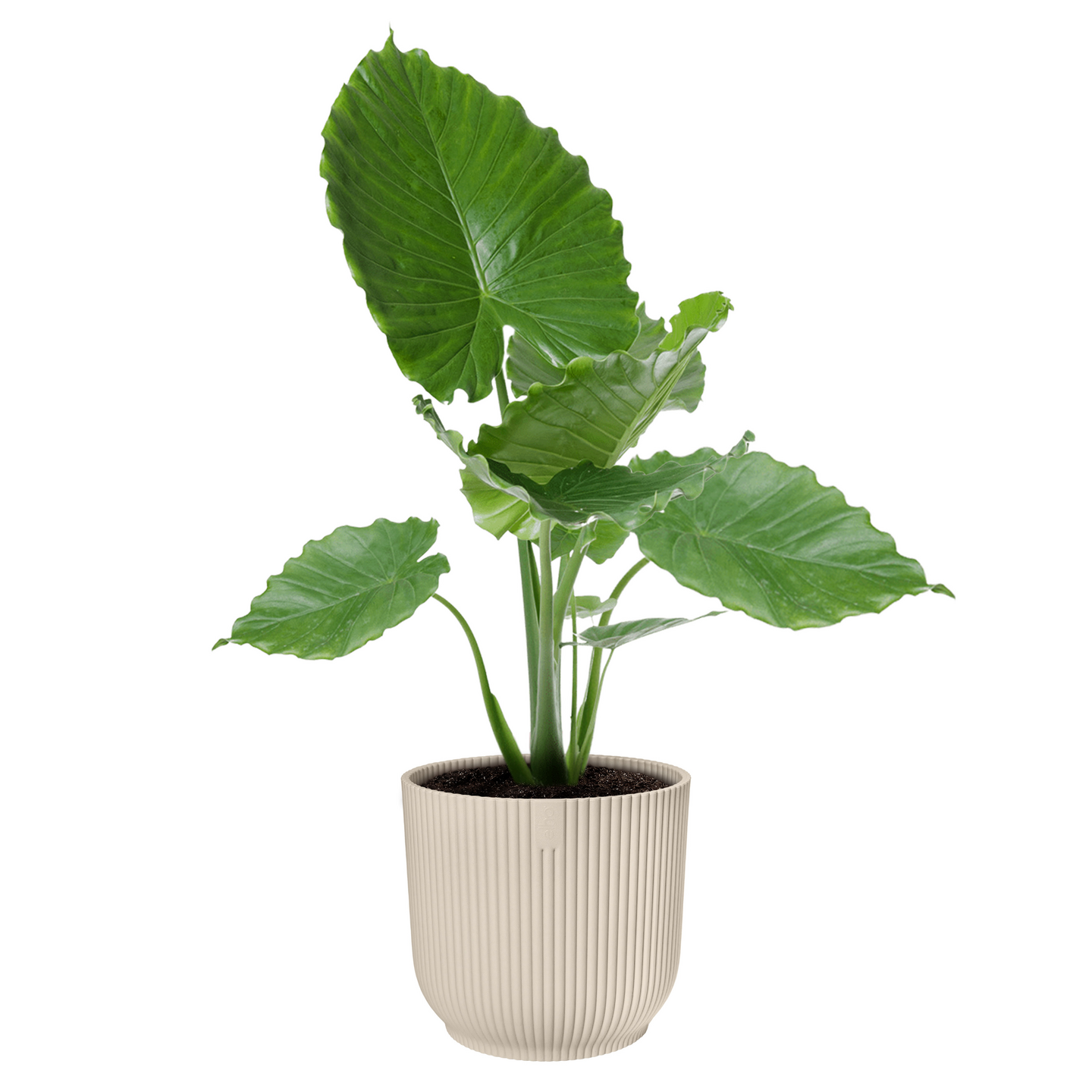 Suojaruukku Elho Vibes 18cm valkoinen muovia