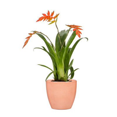 Suojaruukku Scheurich 920 coralli 13cm